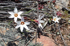 Romulea toximontana
