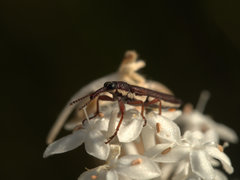 Rhinotia suturalis
