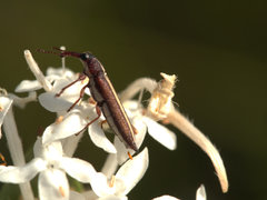 Rhinotia suturalis