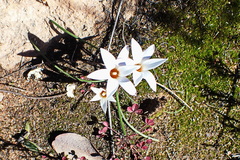Romulea toximontana