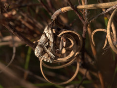 Dichromodes stilbiata