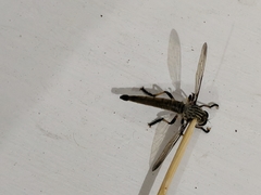 Dolopus simulans