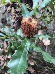 Banksia quercifolia