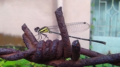 Onychargia atrocyana