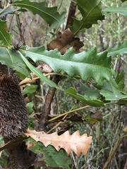 Banksia quercifolia