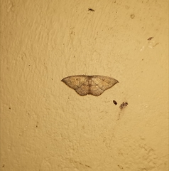 Pseudhyria rubra