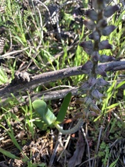 Lachenalia variegata