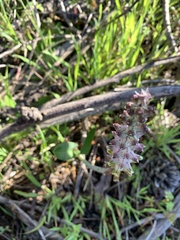 Lachenalia variegata