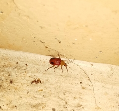 Cistelomorpha semirubra