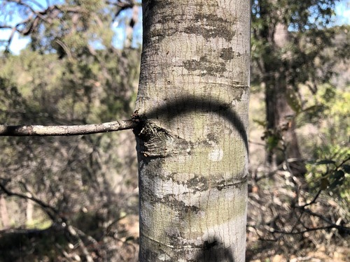 Alphitonia excelsa