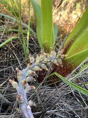 Lachenalia variegata