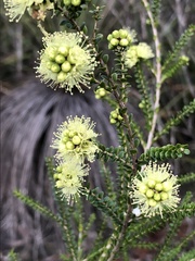 Kunzea sulphurea