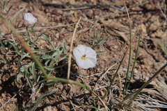 Convolvulus ammannii