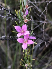 Boronia stricta