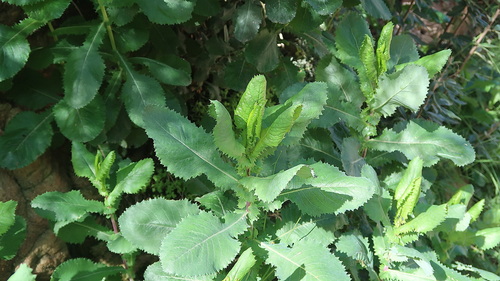 Image of Senecio vestitus by no rights reserved