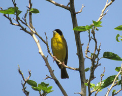 Emberiza melanocephala