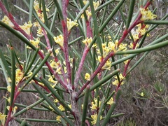 Hakea pachyphylla