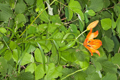 Lilium bulbiferum