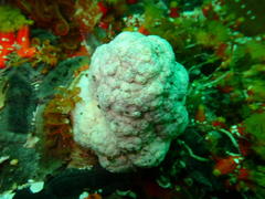 Eunephthya thyrsoidea