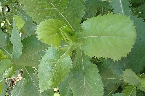 Image of Senecio vestitus by no rights reserved