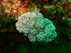 Eunephthya thyrsoidea