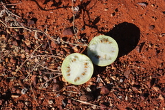 Citrullus amarus