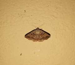 Blasticorhinus