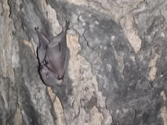Cynopterinae