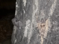 Cynopterinae