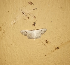 Somatina omicraria