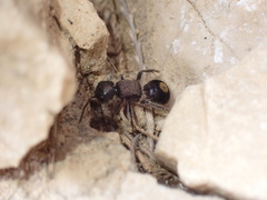 Sigilla dorsata