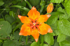 Lilium bulbiferum