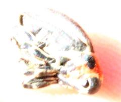 Neodiplogrammus quadrivittatus