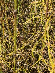 Empodisma gracillimum