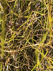 Empodisma gracillimum