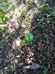 Cardiocrinum giganteum