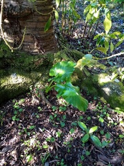 Cardiocrinum giganteum