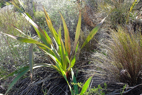 Image of Watsonia vanderspuyae by no rights reserved