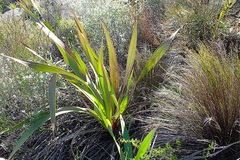 Watsonia vanderspuyae