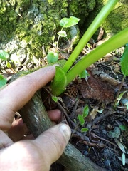 Cardiocrinum giganteum