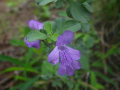 Dyschoriste rogersii