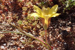 Romulea pearsonii