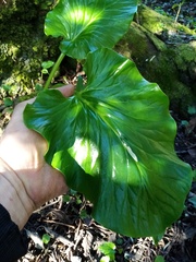Cardiocrinum giganteum