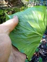 Cardiocrinum giganteum