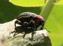 Neodiplogrammus quadrivittatus