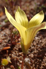 Romulea pearsonii
