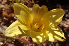 Romulea pearsonii