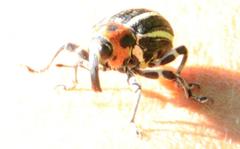 Neodiplogrammus quadrivittatus