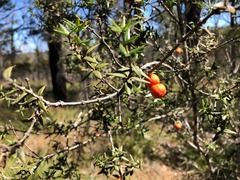 Alyxia ruscifolia