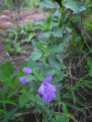 Dyschoriste rogersii